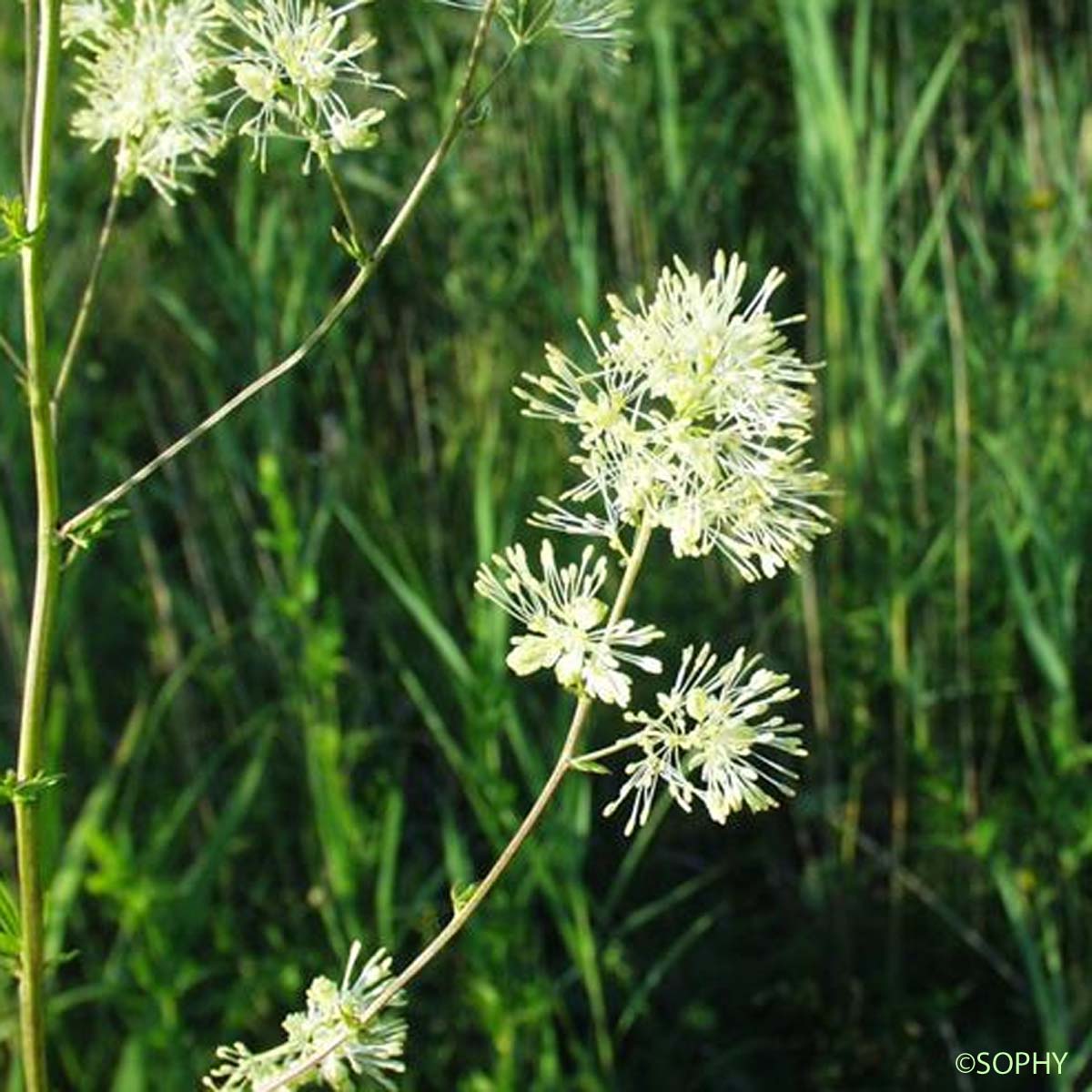 Pigamon des rives - Thalictrum flavum