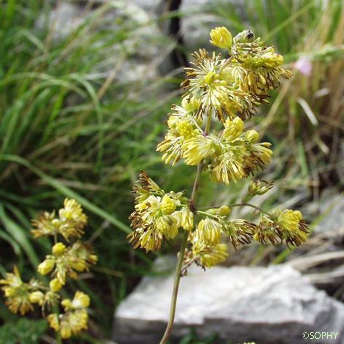 Pigamon des rochers - Thalictrum minus subsp. saxatile