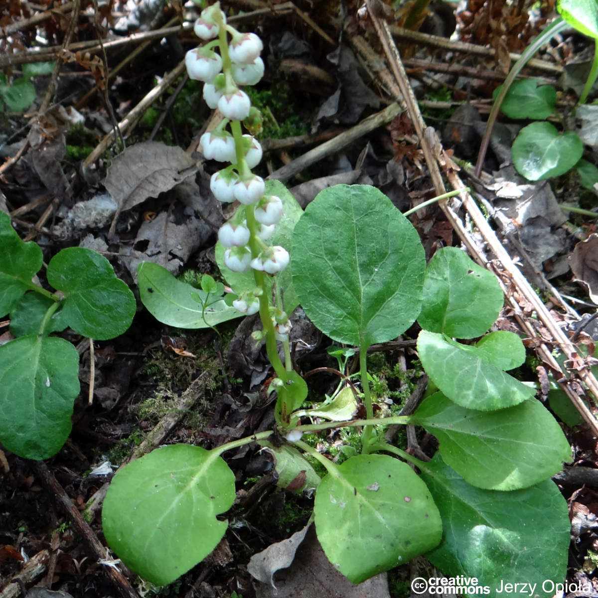 Pyrole intermédiaire - Pyrola media