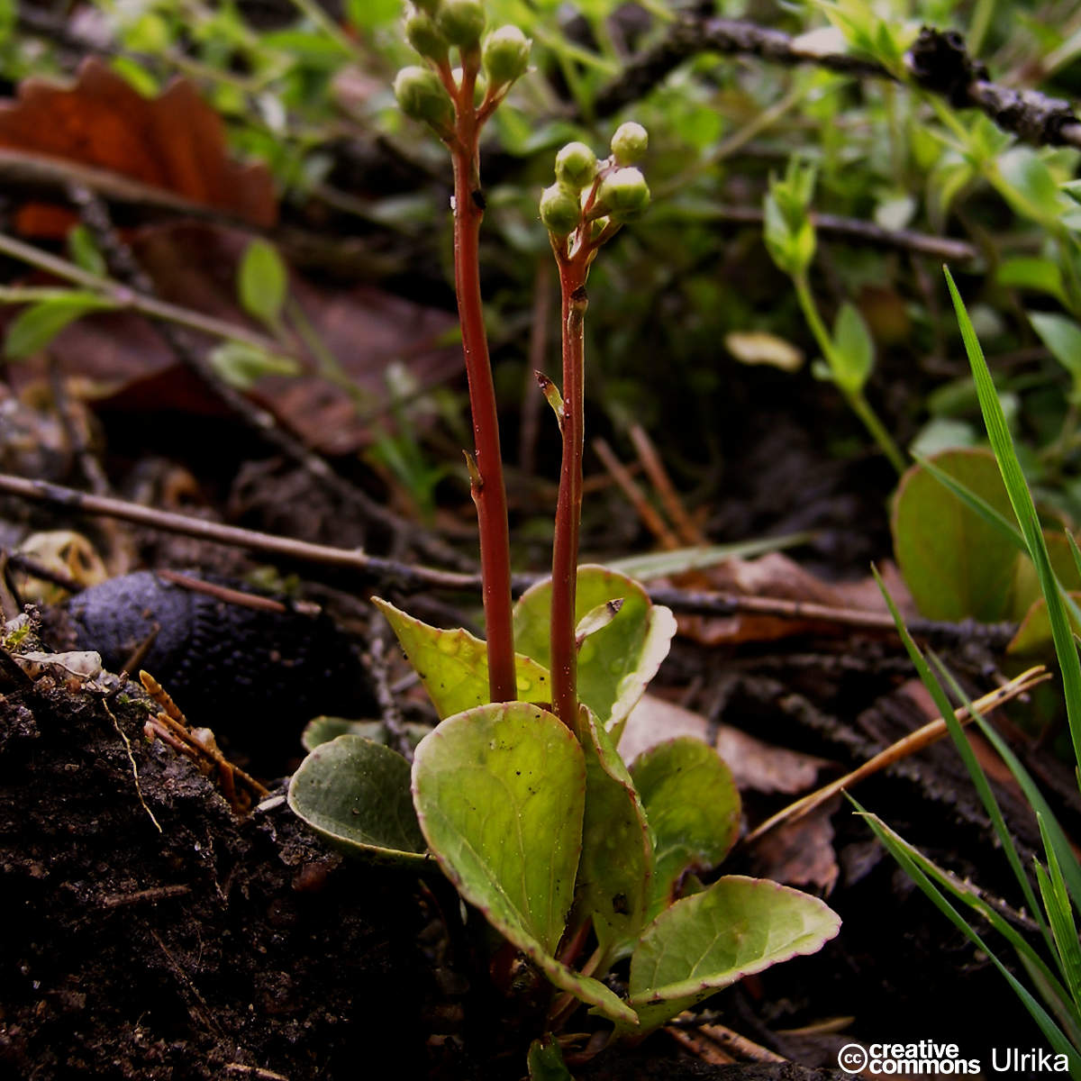 Pyrole intermédiaire - Pyrola media