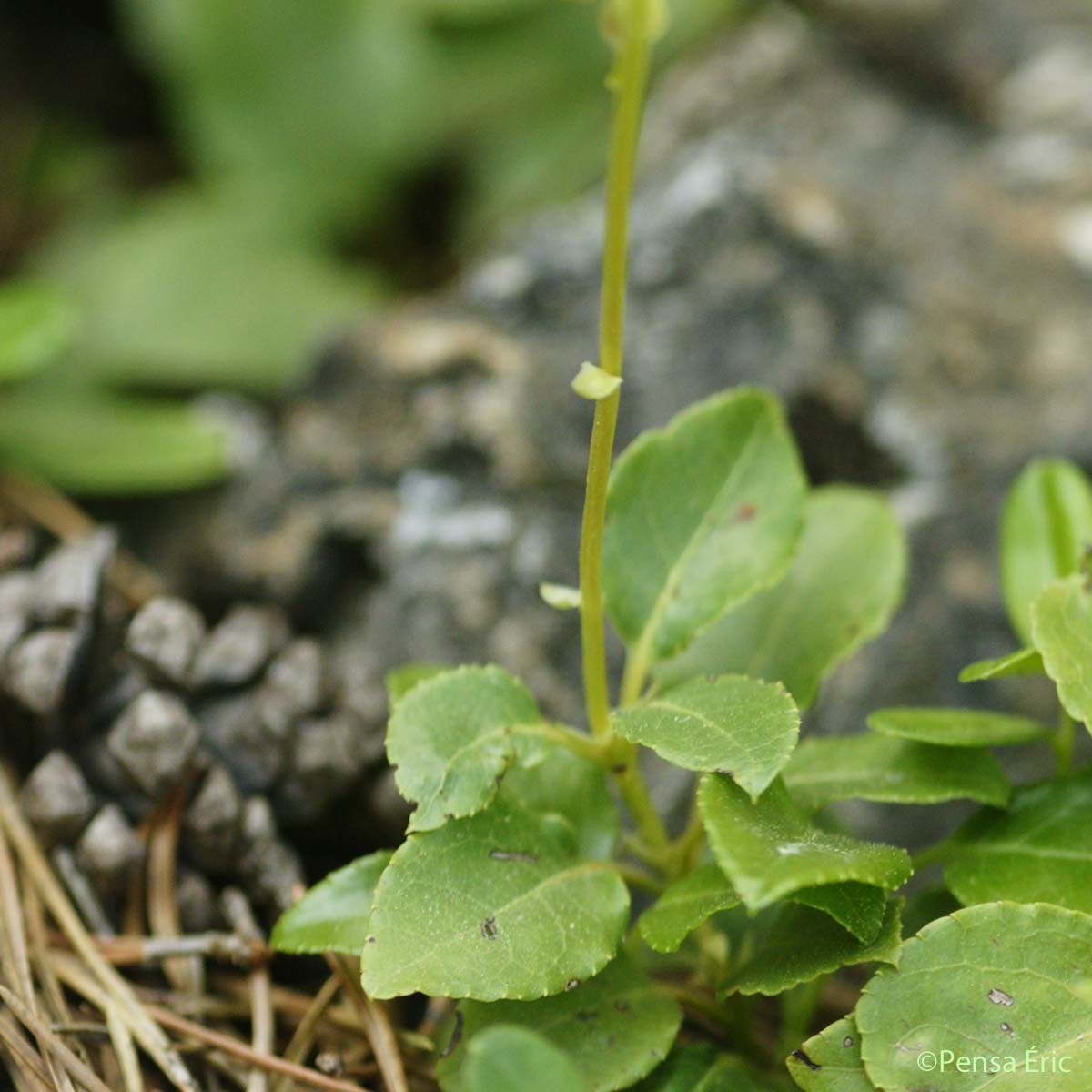 Pyrole unilatérale - Orthilia secunda