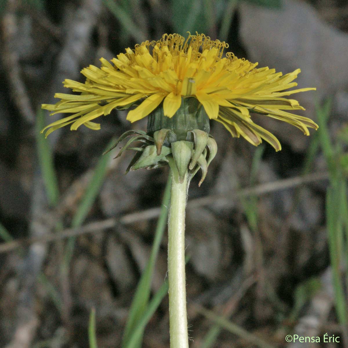 Pissenlit - Taraxacum officinale