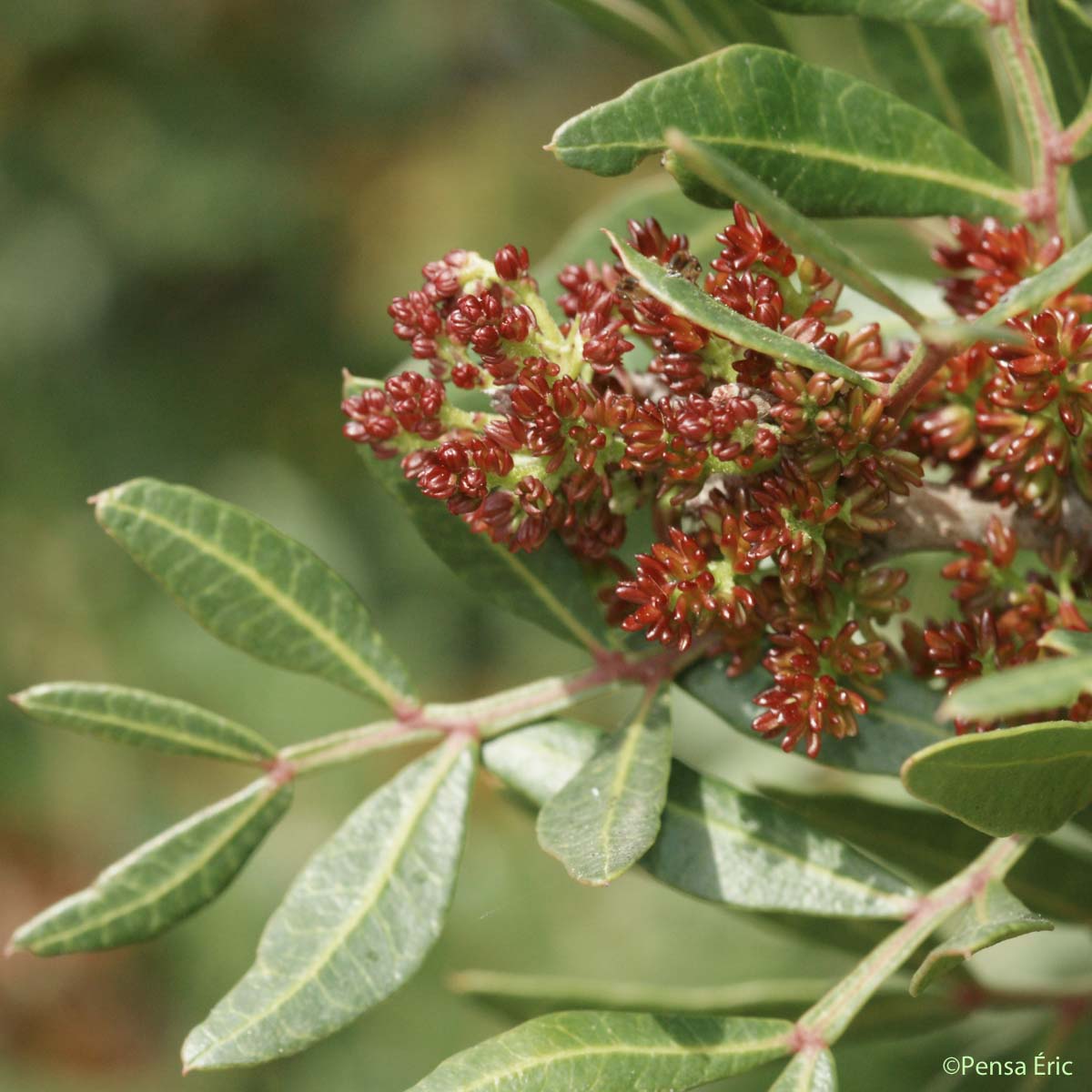 Pistachier lentisque - Pistacia lentiscus