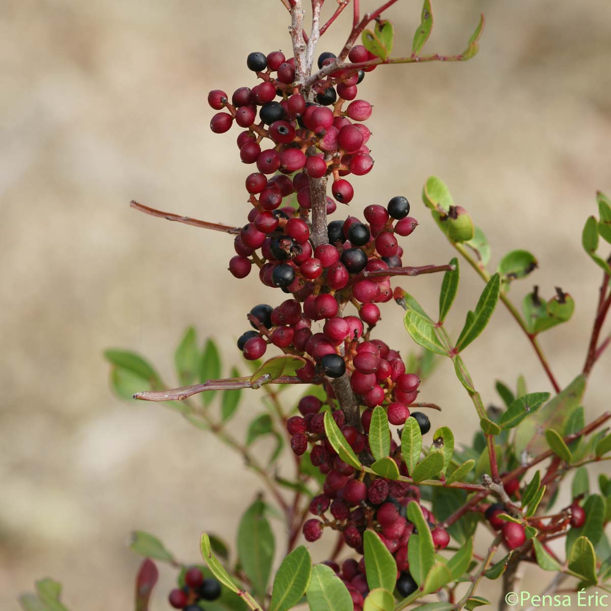 Pistachier lentisque - Pistacia lentiscus