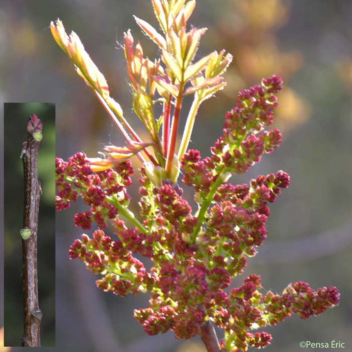Pistachier térébinthe - Pistacia terebinthus L., 1753