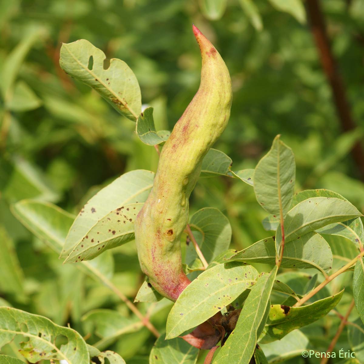 Pistachier térébinthe - Pistacia terebinthus L., 1753