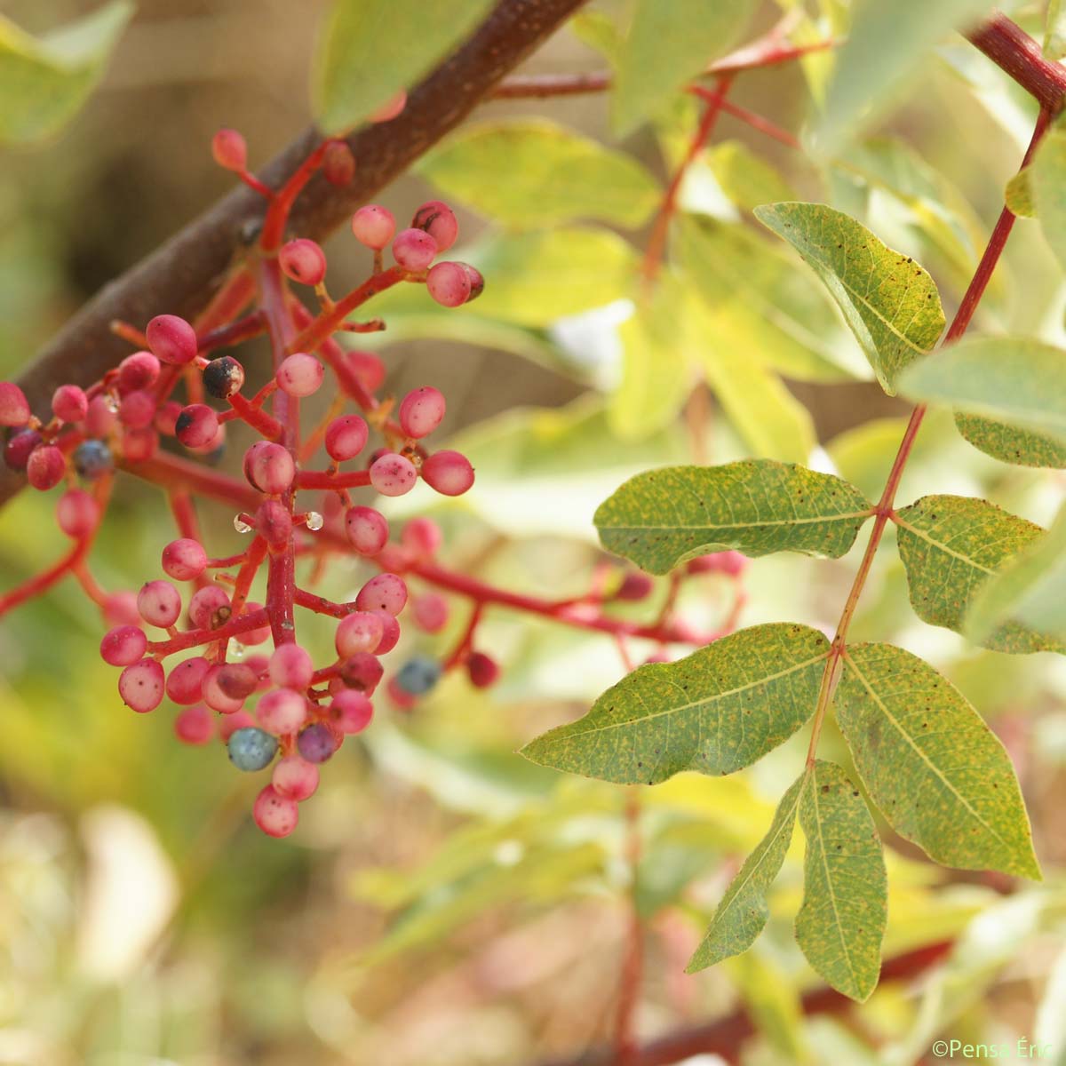 Pistachier térébinthe - Pistacia terebinthus L., 1753