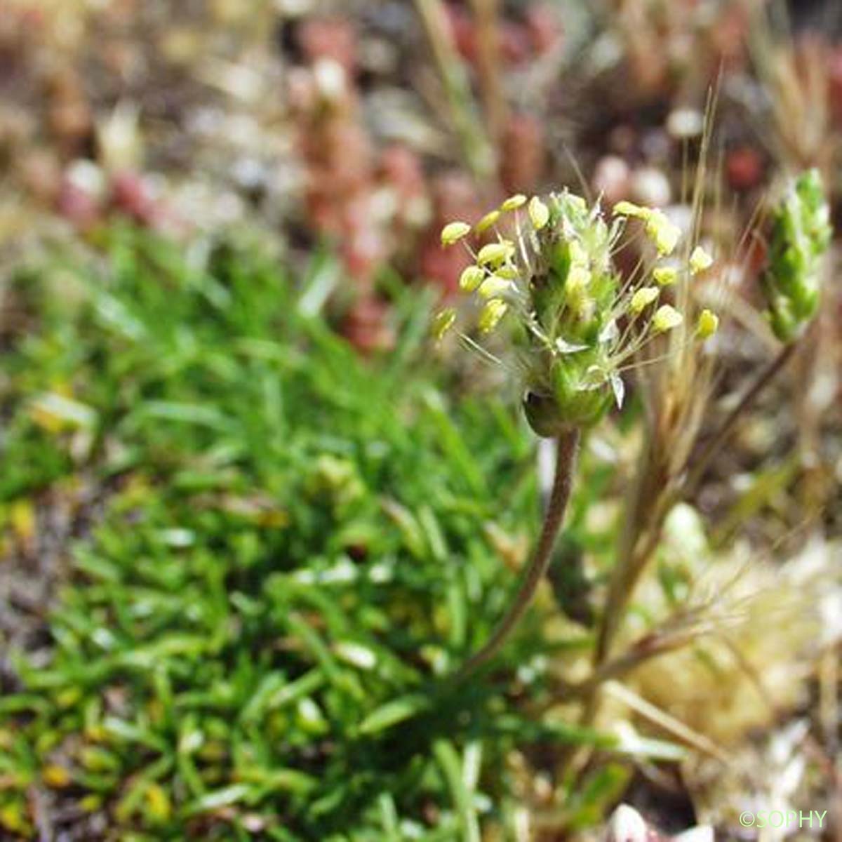 Plantain à feuilles en alène - Plantago subulata