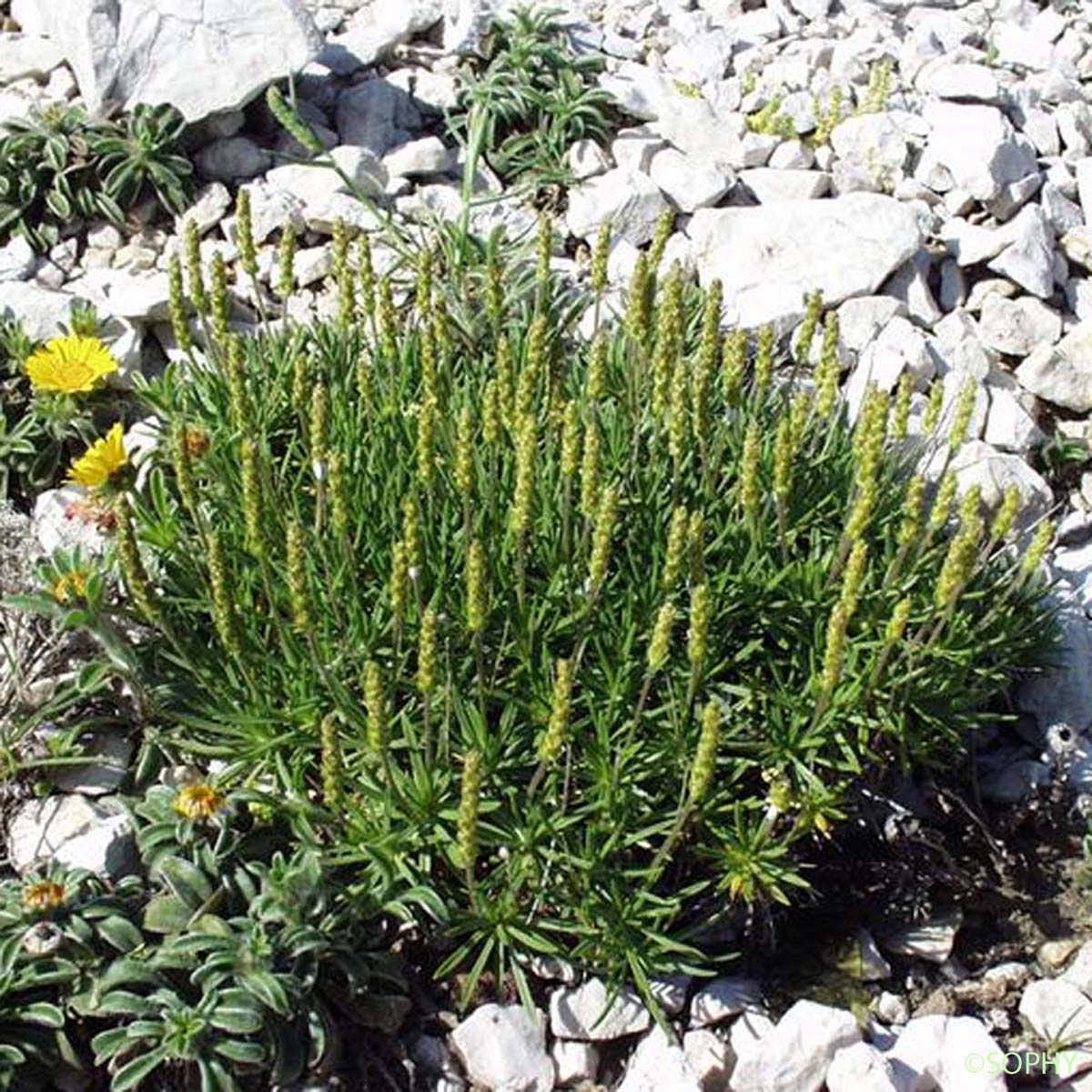 Plantain à feuilles en alène - Plantago subulata