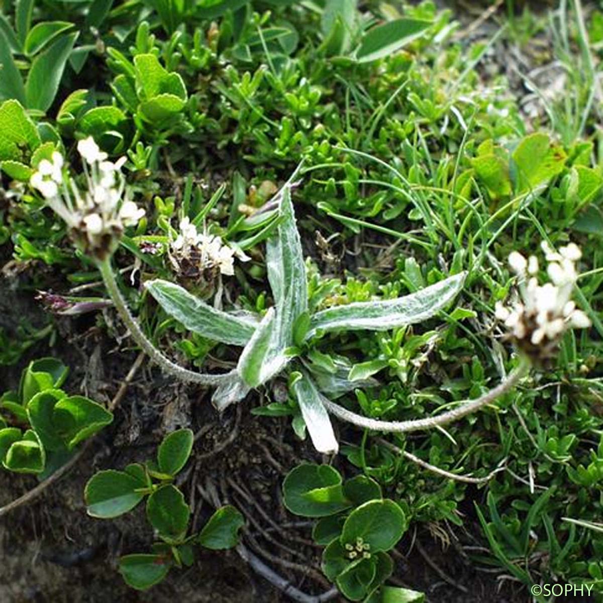 Plantain à une graine - Plantago monosperma