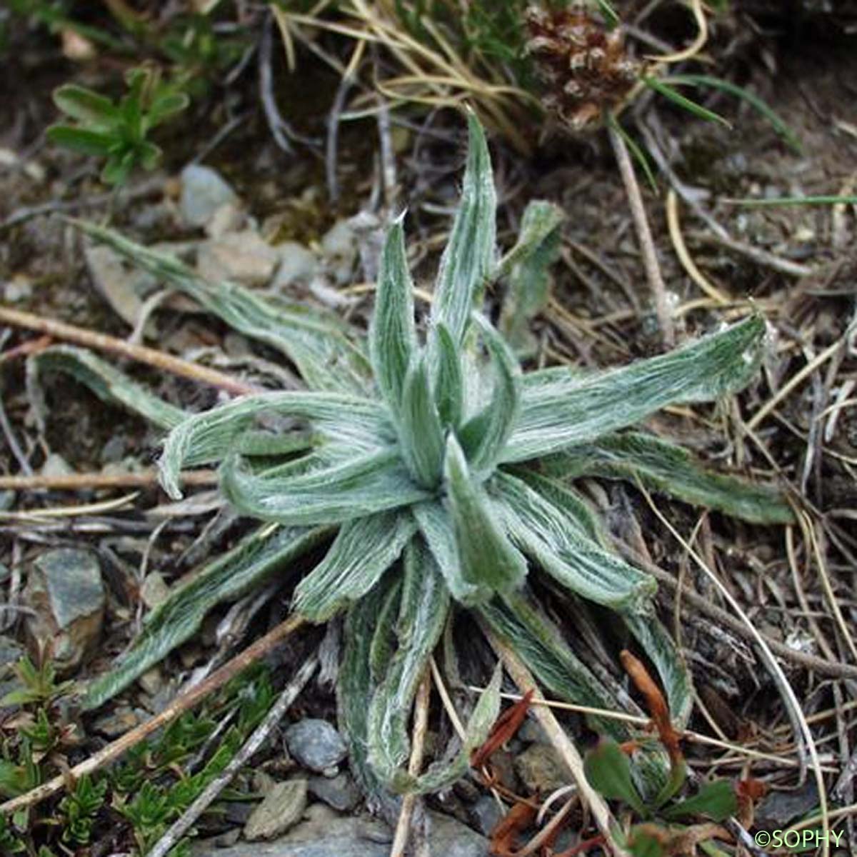 Plantain à une graine - Plantago monosperma