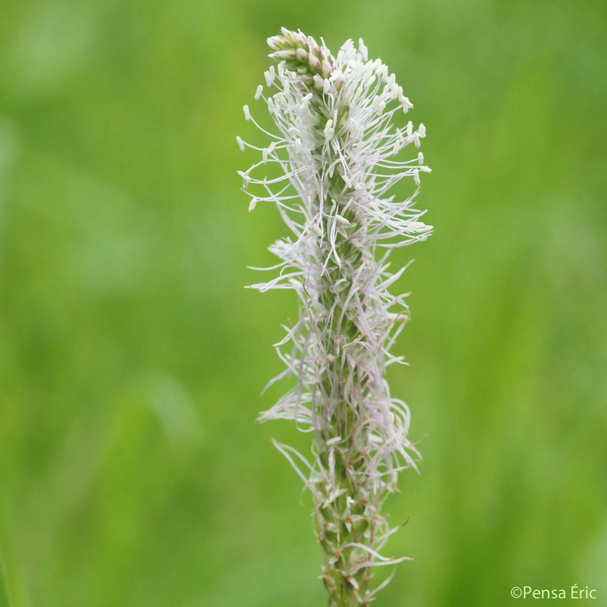 Plantain bâtard - Plantago media subsp. media