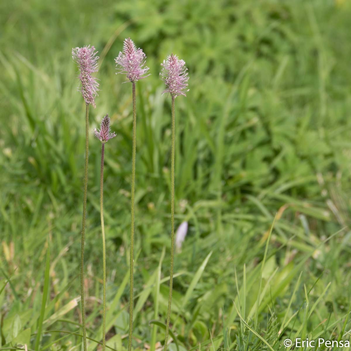 Plantain bâtard - Plantago media subsp. media