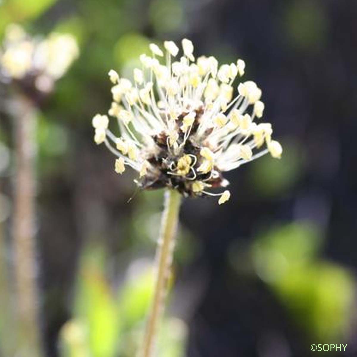 Plantain brun-verdâtre - Plantago atrata subsp. fuscescens