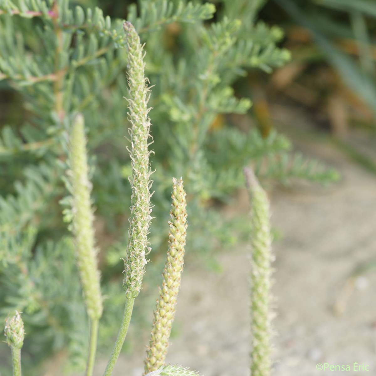 Plantain Corne-de-cerf - Plantago coronopus subsp. coronopus