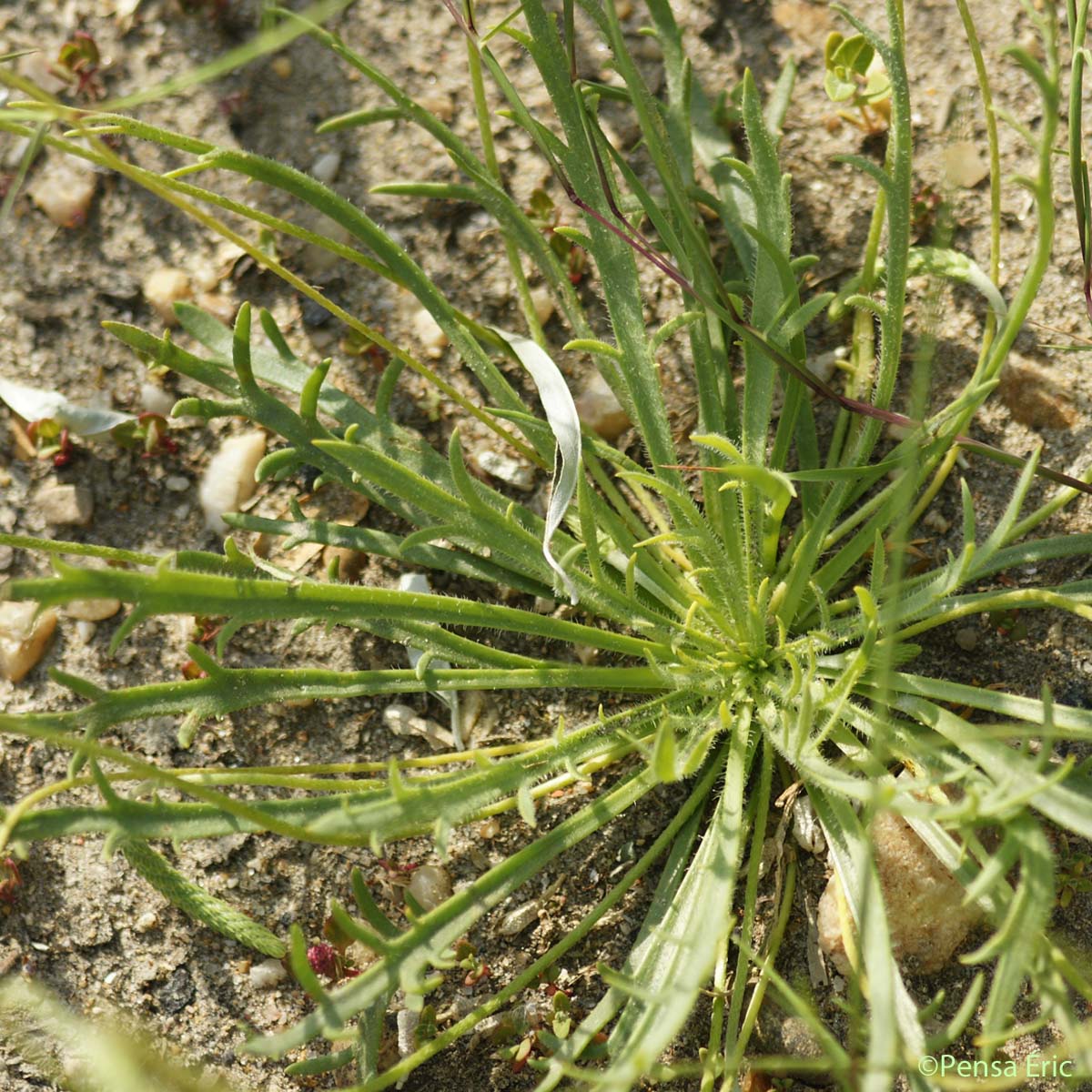 Plantain Corne-de-cerf - Plantago coronopus subsp. coronopus