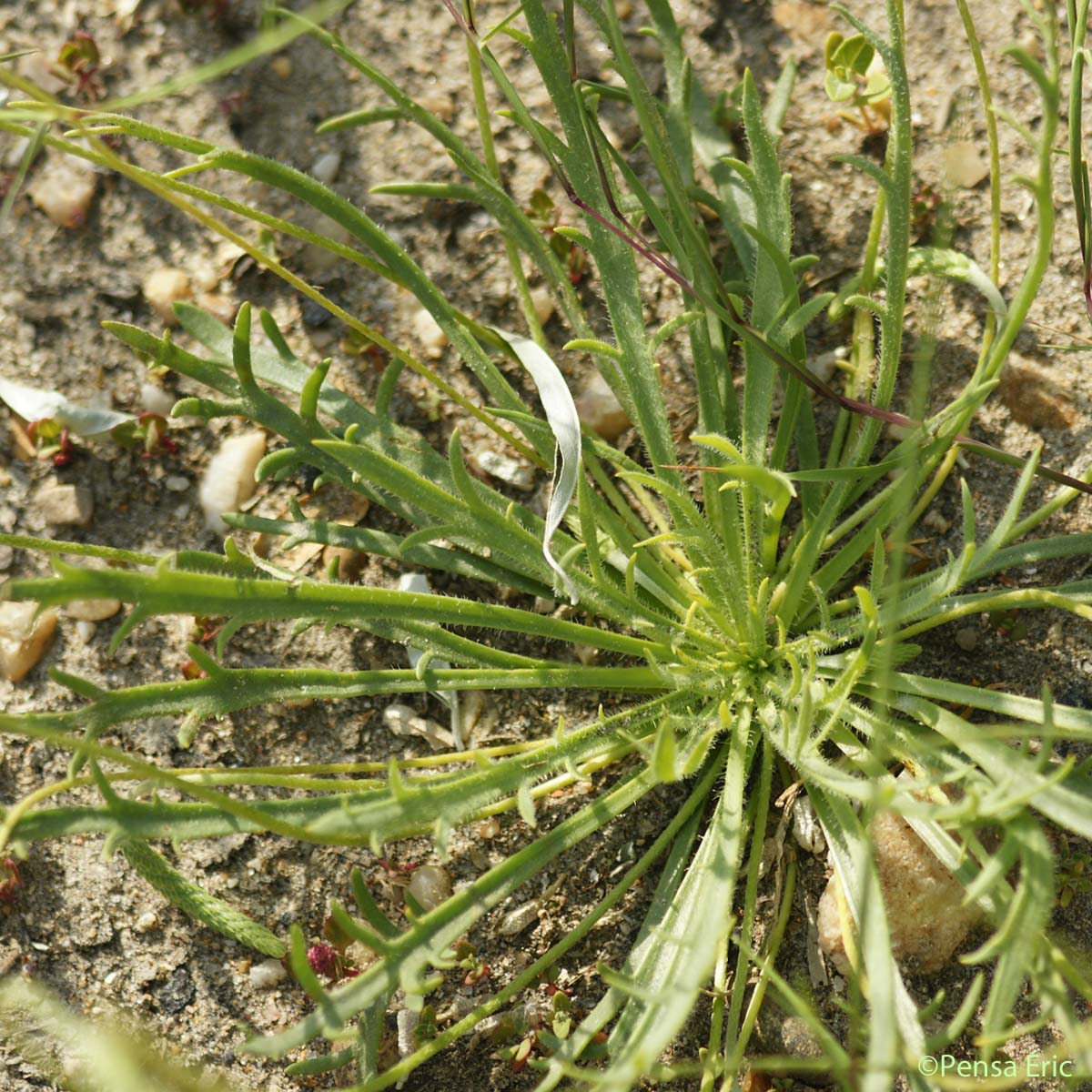 Plantain Corne-de-cerf - Plantago coronopus