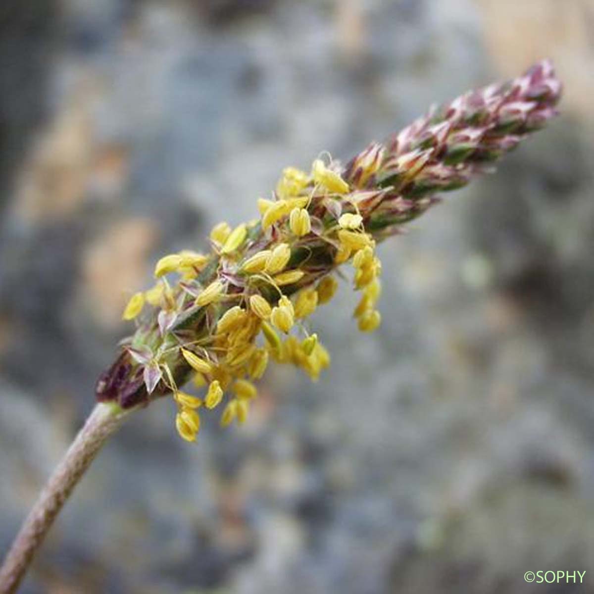 Plantain des Alpes - Plantago alpina