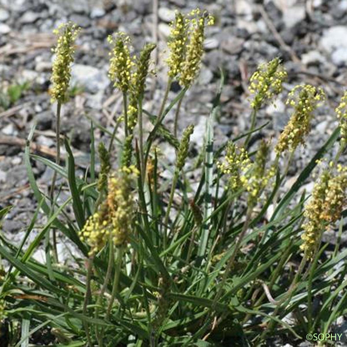 Plantain des Alpes - Plantago alpina