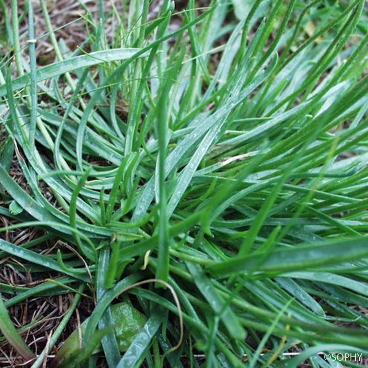 Plantain des Alpes - Plantago alpina