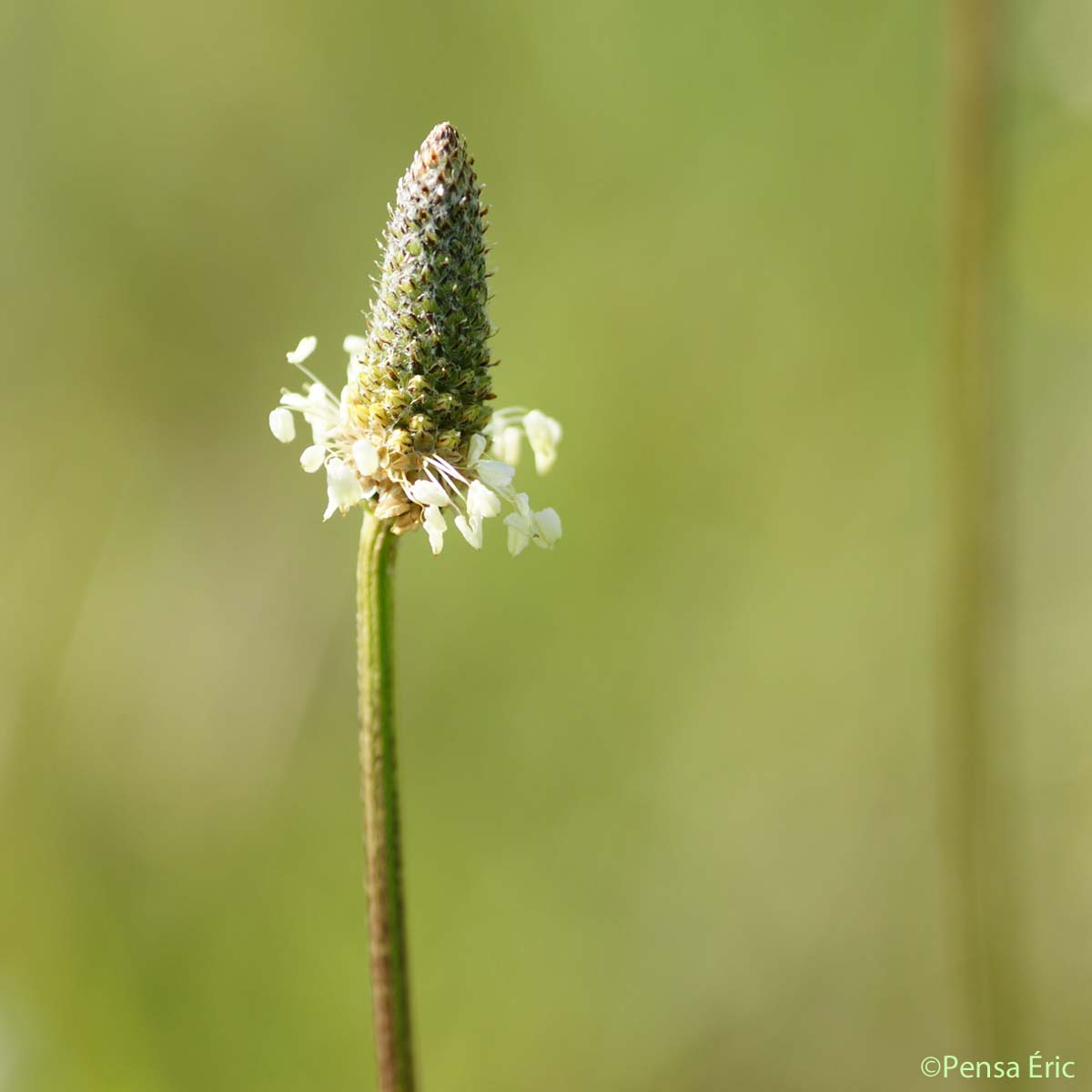 Plantain lancéolé - Plantago lanceolata