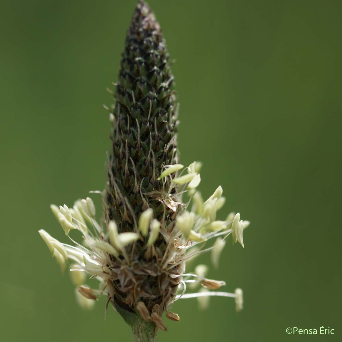 Plantain lancéolé - Plantago lanceolata