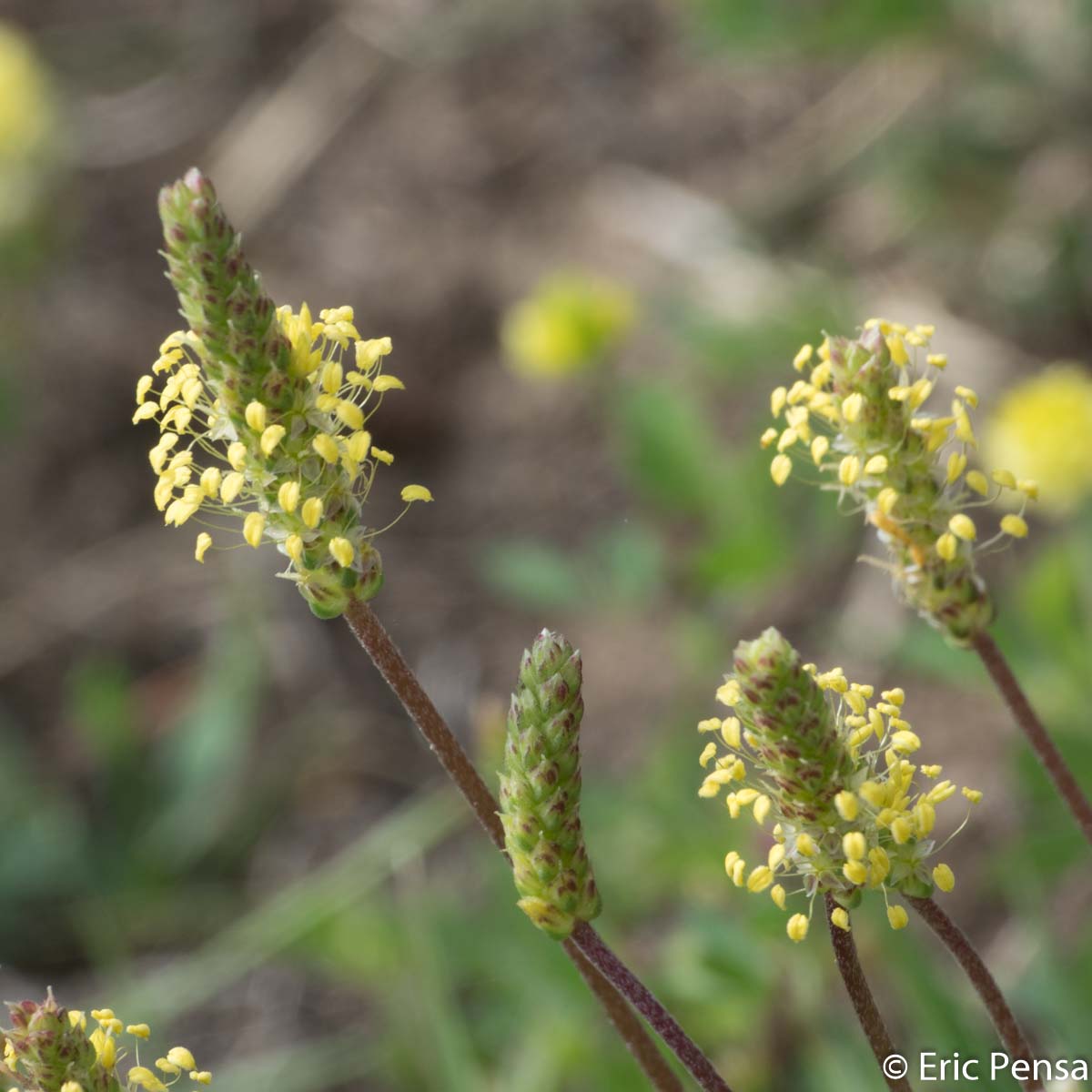 Plantain recourbé - Plantago subulata var. capitellata