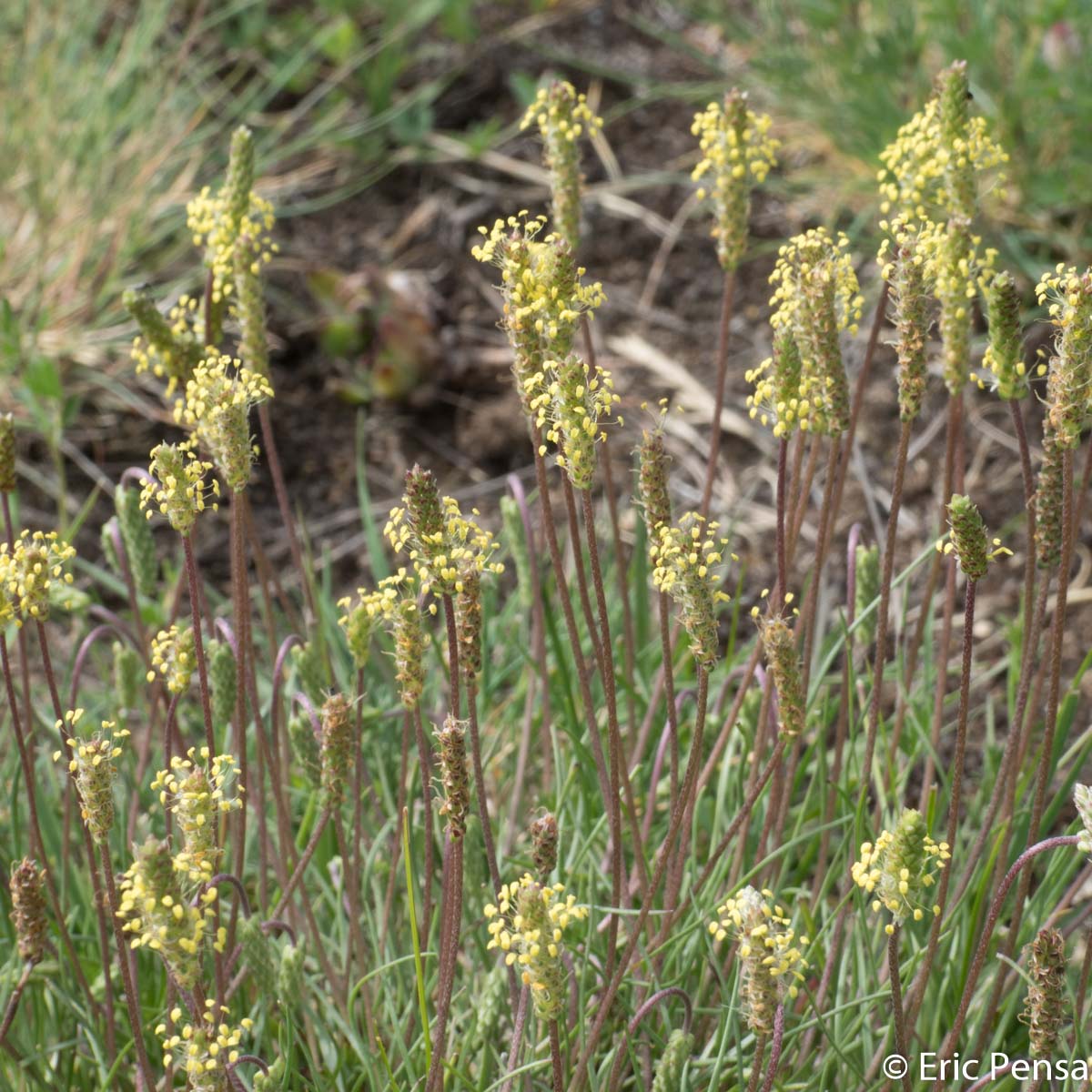 Plantain recourbé - Plantago subulata var. capitellata