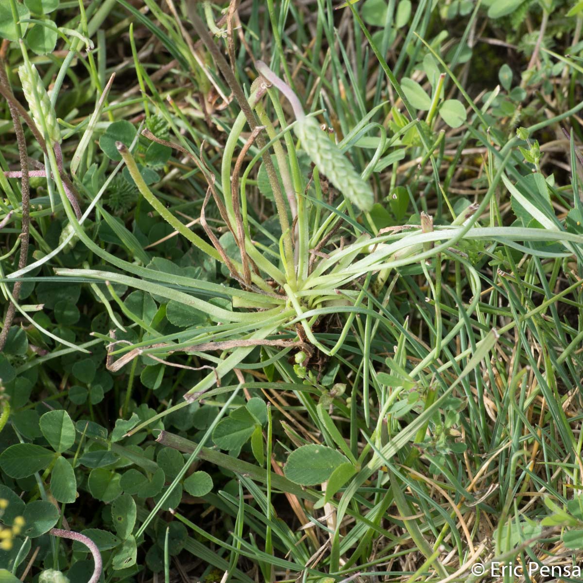 Plantain recourbé - Plantago subulata var. capitellata