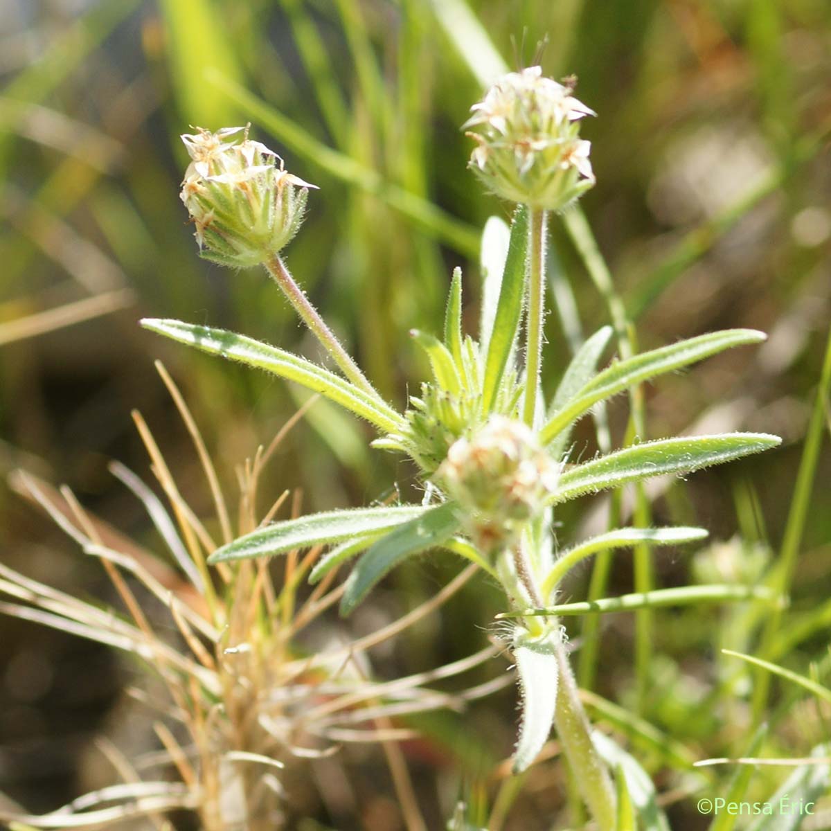 Plantain pucier - Plantago afra