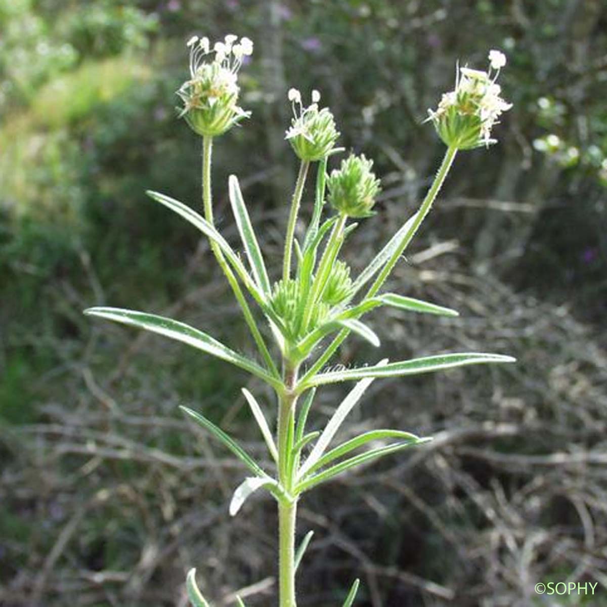 Plantain pucier - Plantago afra