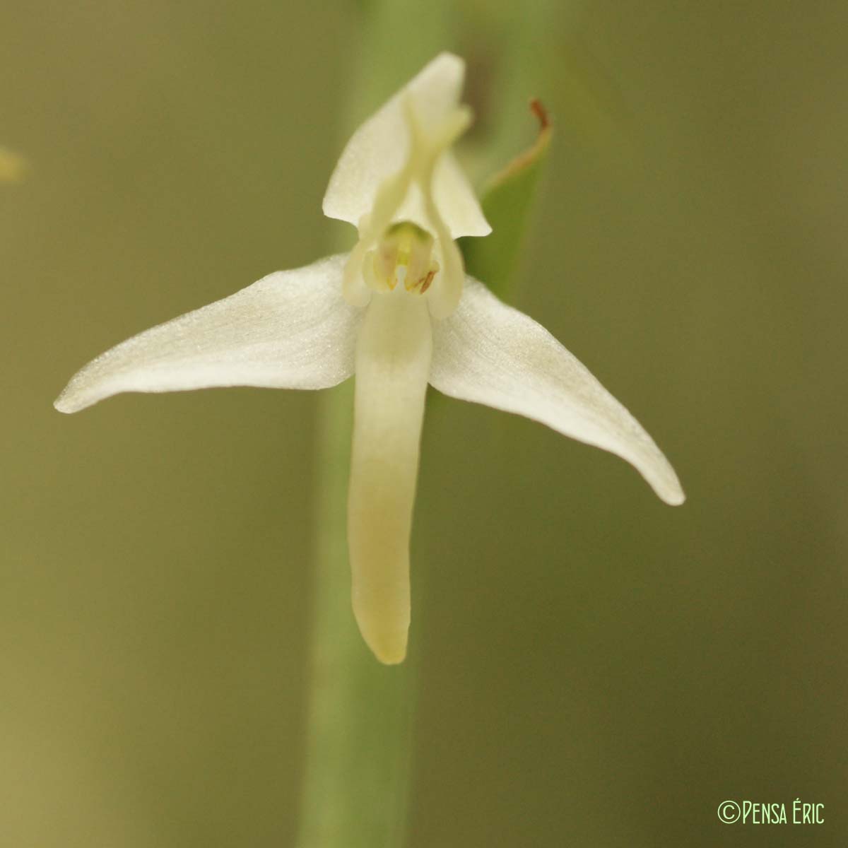 Platanthère à deux feuilles - Platanthera bifolia