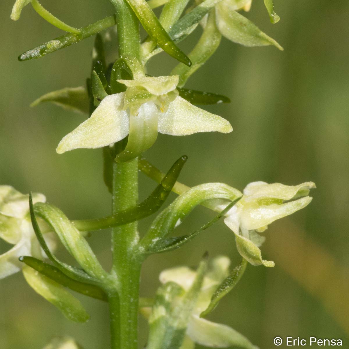 Platanthère à fleurs verdâtres - Platanthera chlorantha