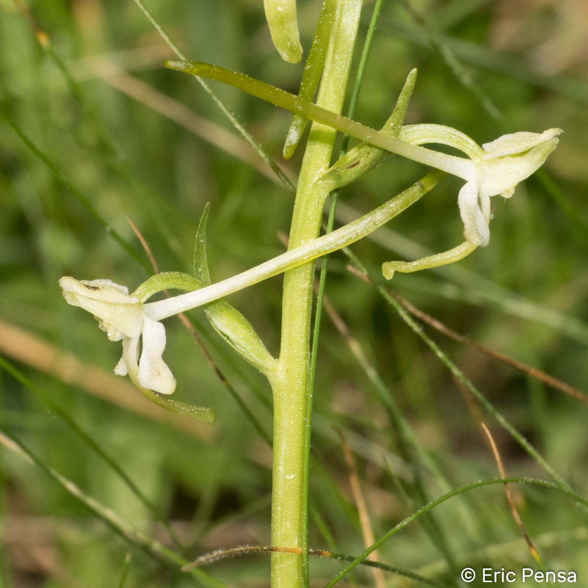 Platanthère à fleurs verdâtres - Platanthera chlorantha