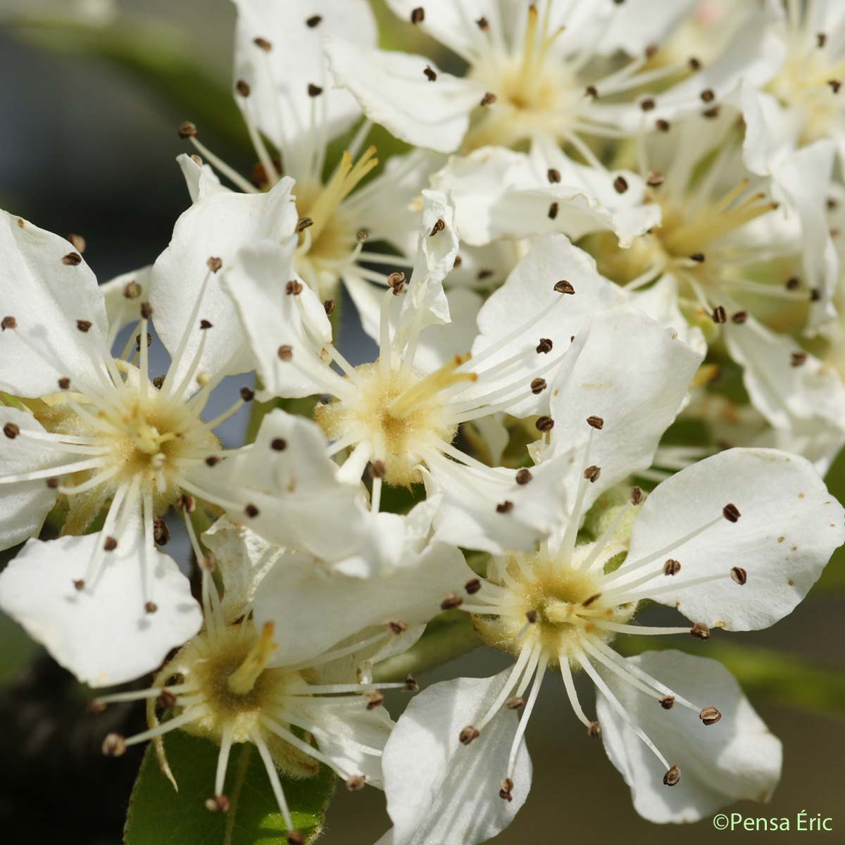 Poirier à feuilles d'Amandier - Pyrus spinosa