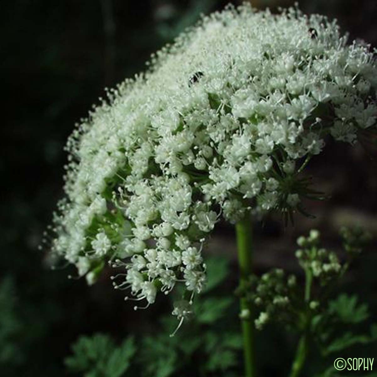 Poivre des montagnes - Katapsuxis silaifolia