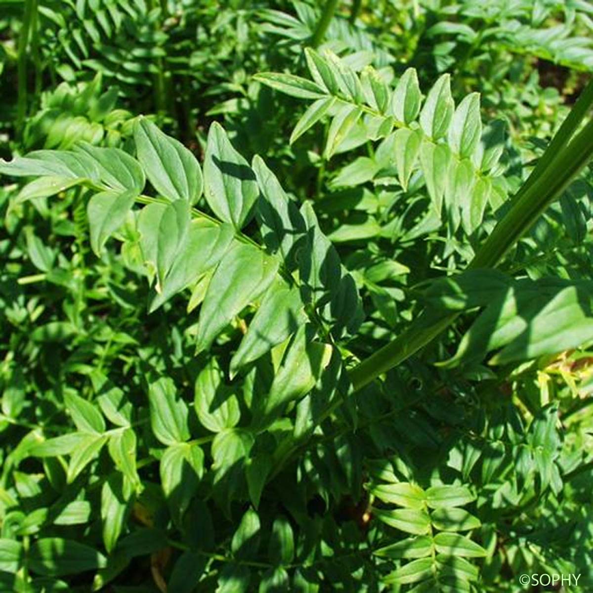 Polémoine - Polemonium caeruleum