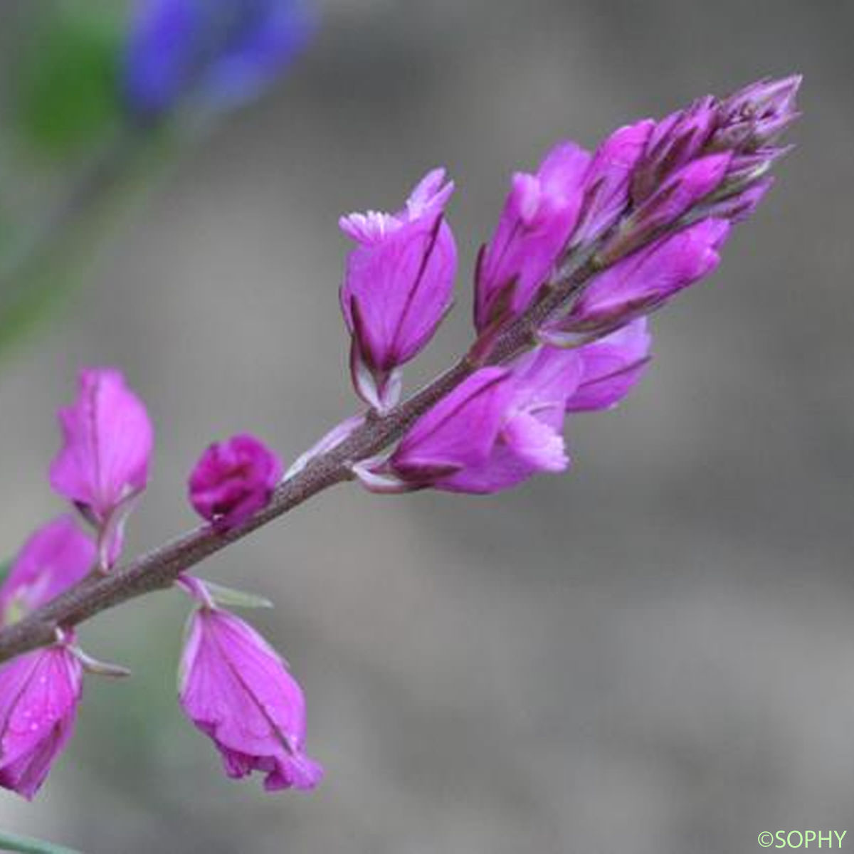 Polygala à toupet - Polygala comosa