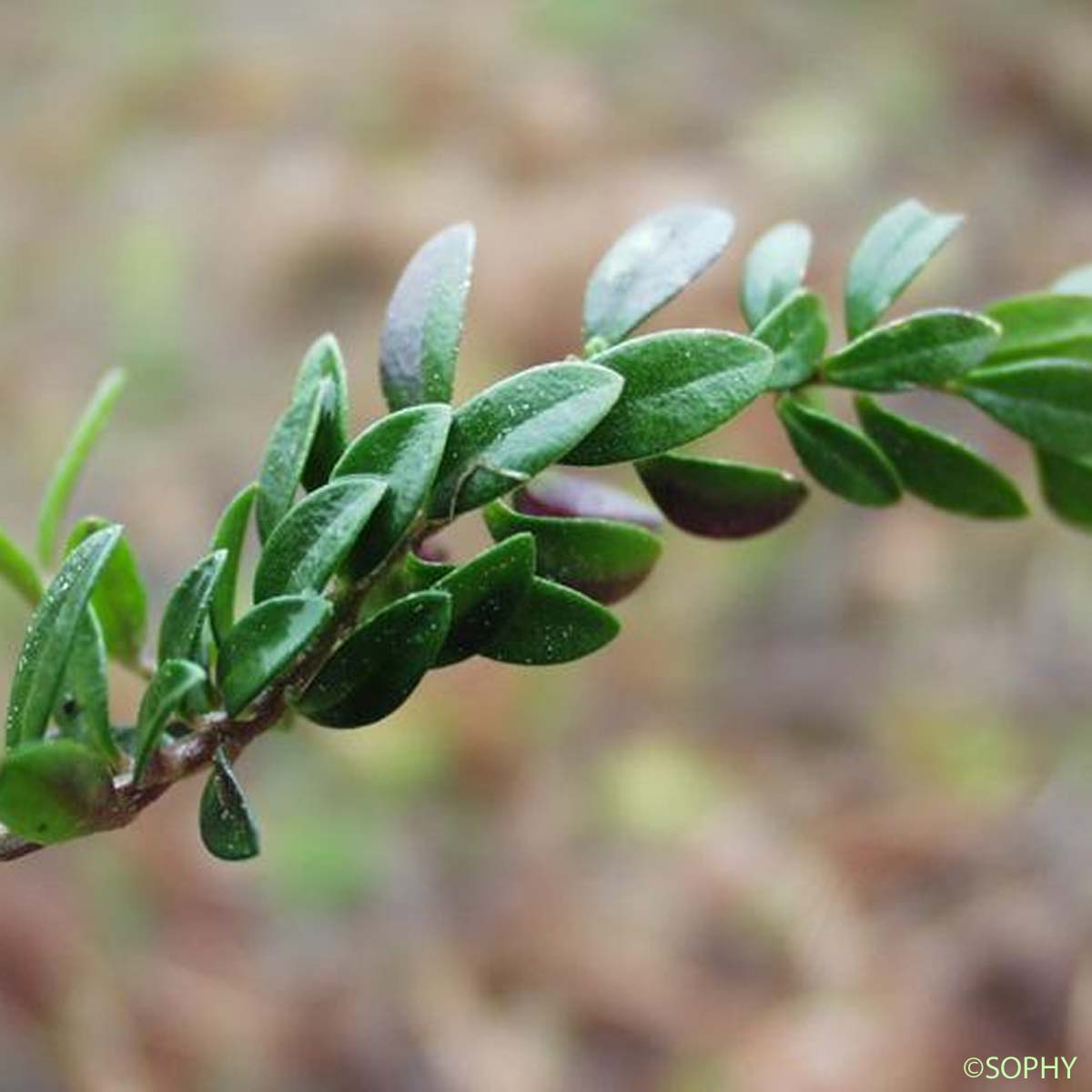 Polygala amer - Polygala amarella