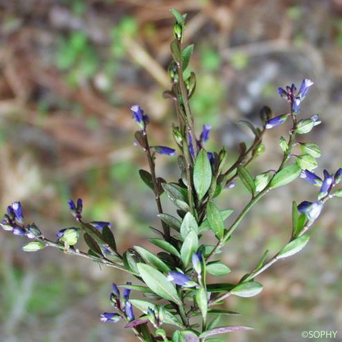 Polygala amer - Polygala amarella