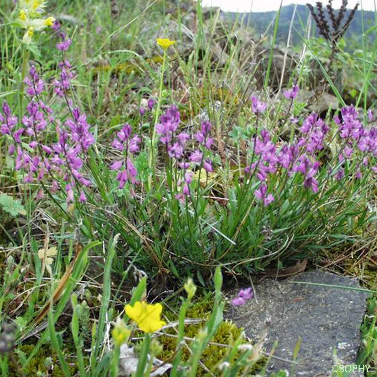 Polygala commun - Polygala vulgaris subsp. vulgaris