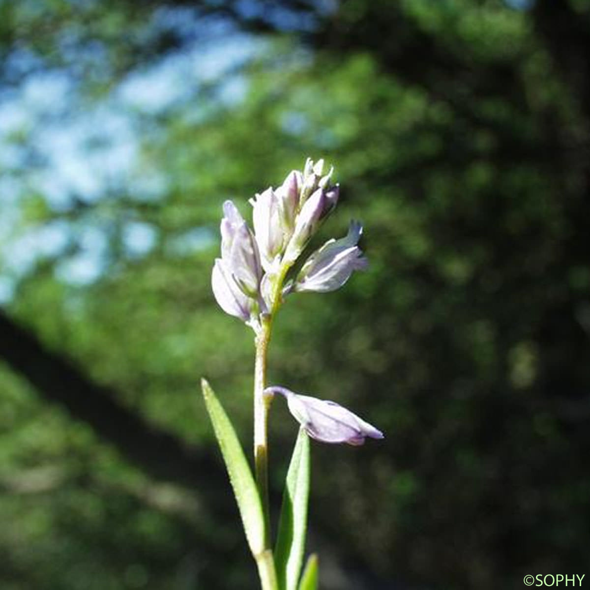 Polygala de Montpellier - Polygala monspeliaca