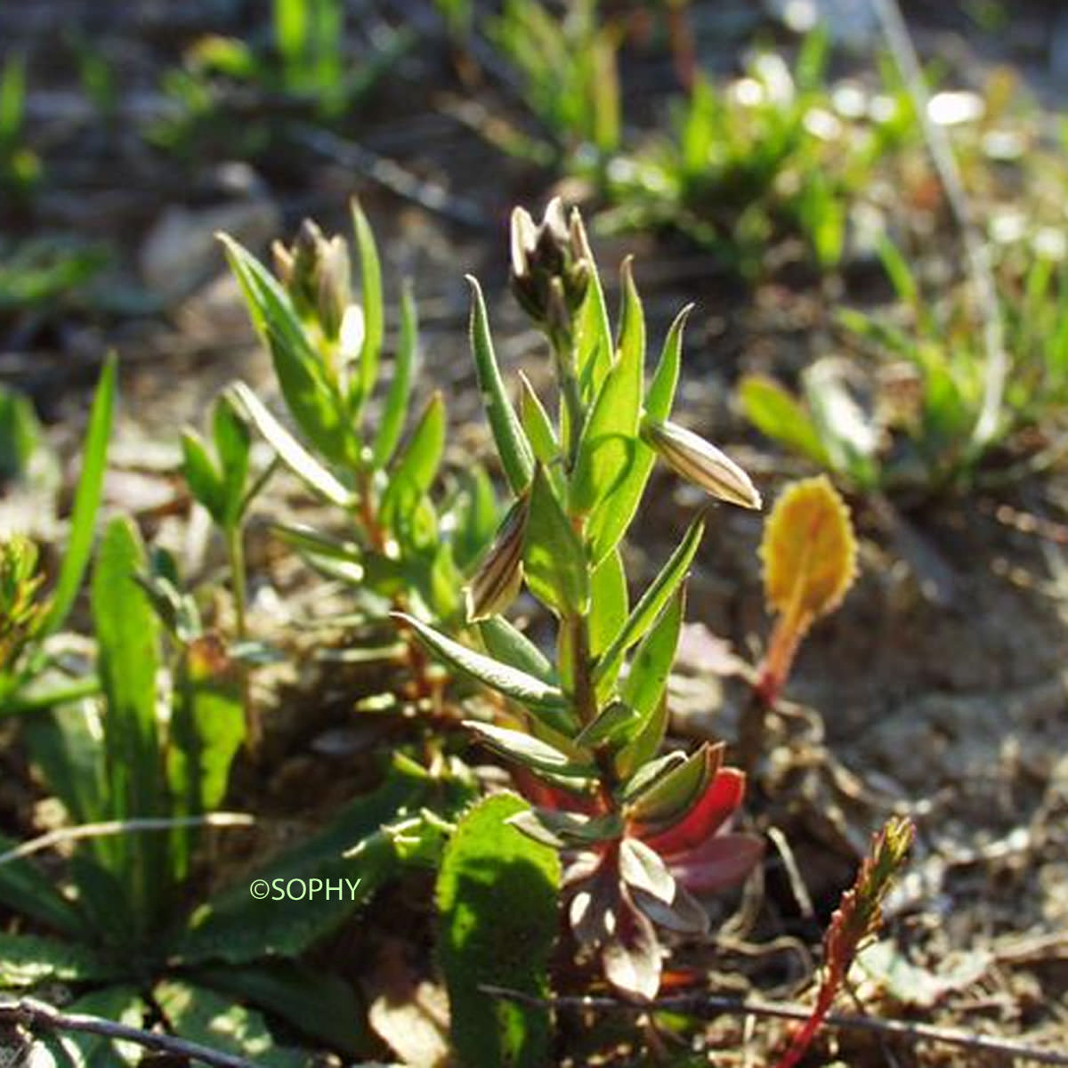 Polygala de Montpellier - Polygala monspeliaca