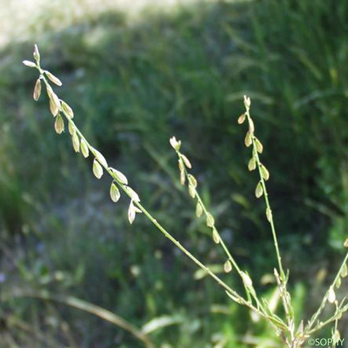 Polygala de Montpellier - Polygala monspeliaca