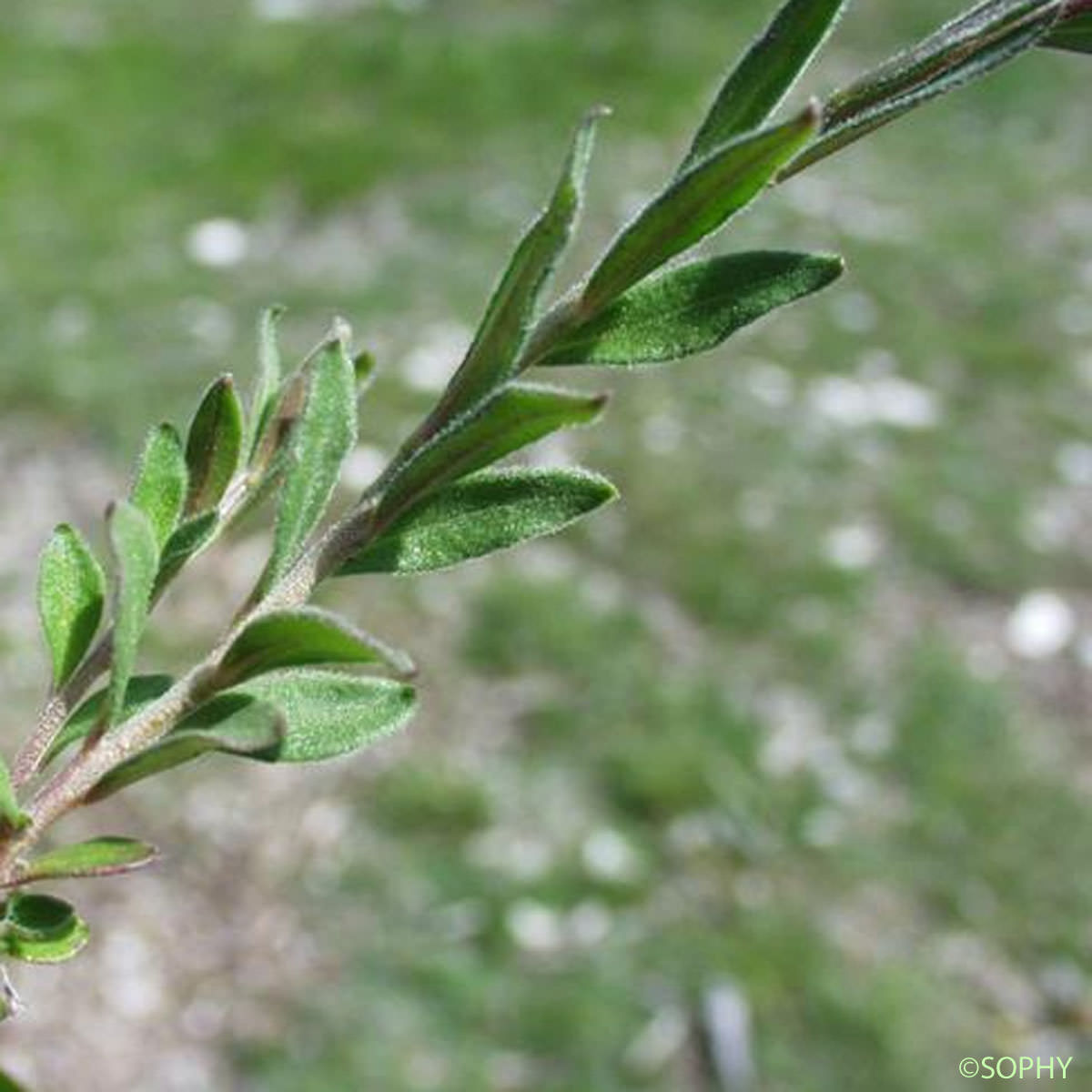 Polygala de Nice - Polygala nicaeensis subsp. nicaeensis