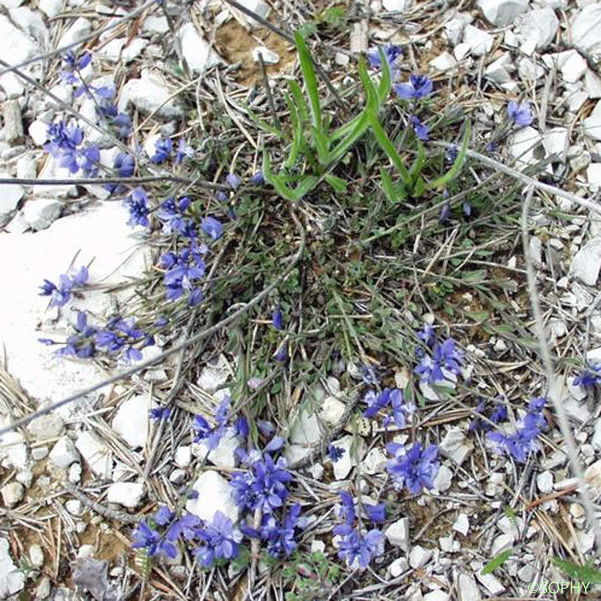 Polygala de Nice - Polygala nicaeensis subsp. nicaeensis