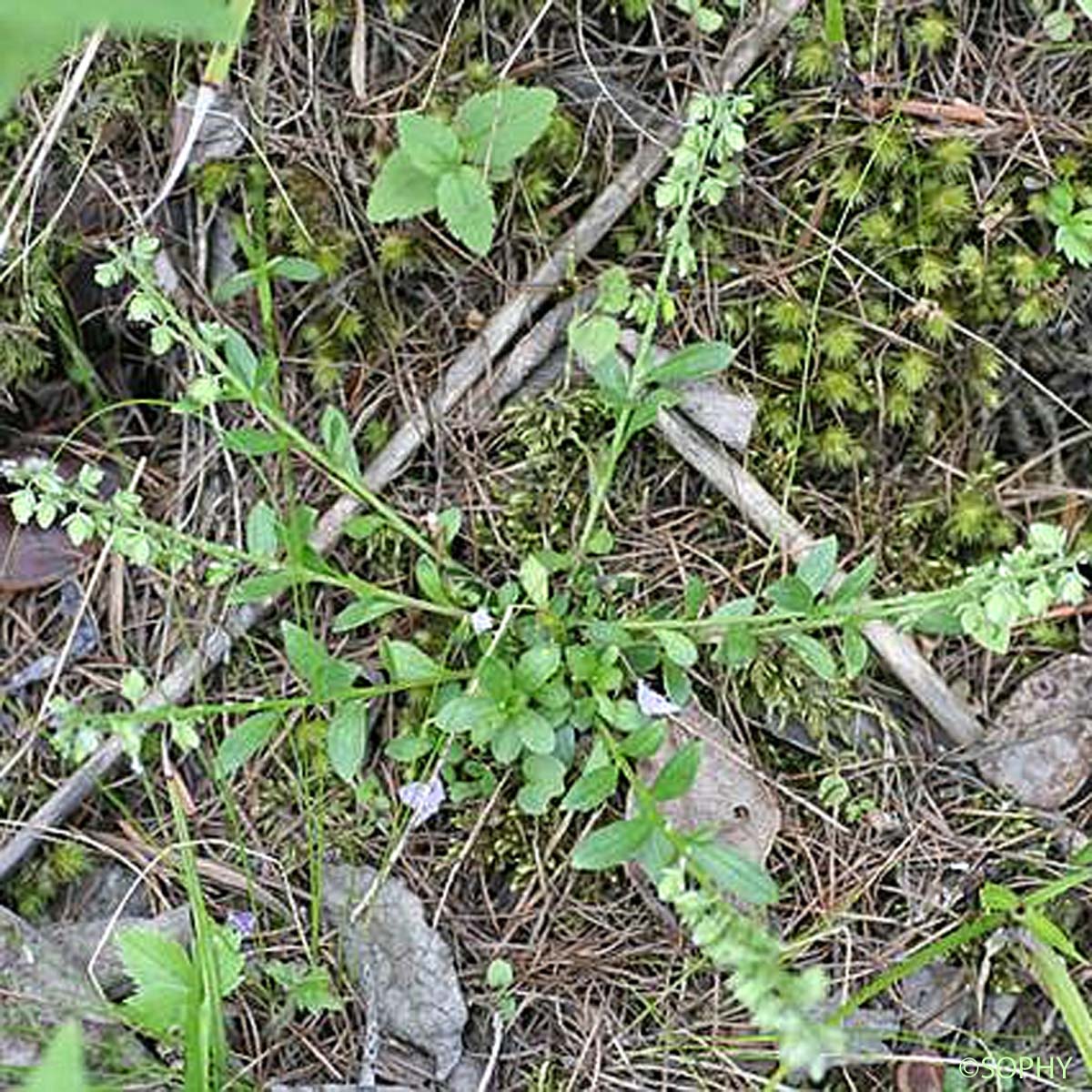 Polygala des Alpes - Polygala alpina