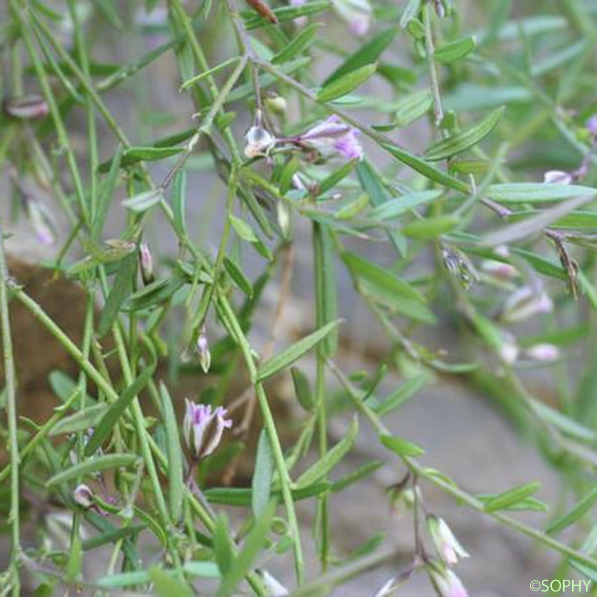 Polygala des rochers - Polygala rupestris