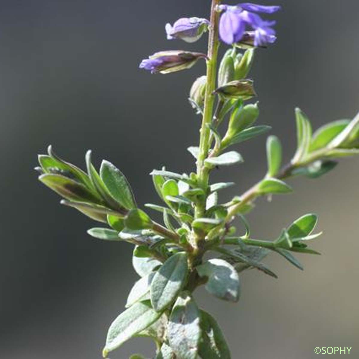 Polygala du calcaire - Polygala calcarea