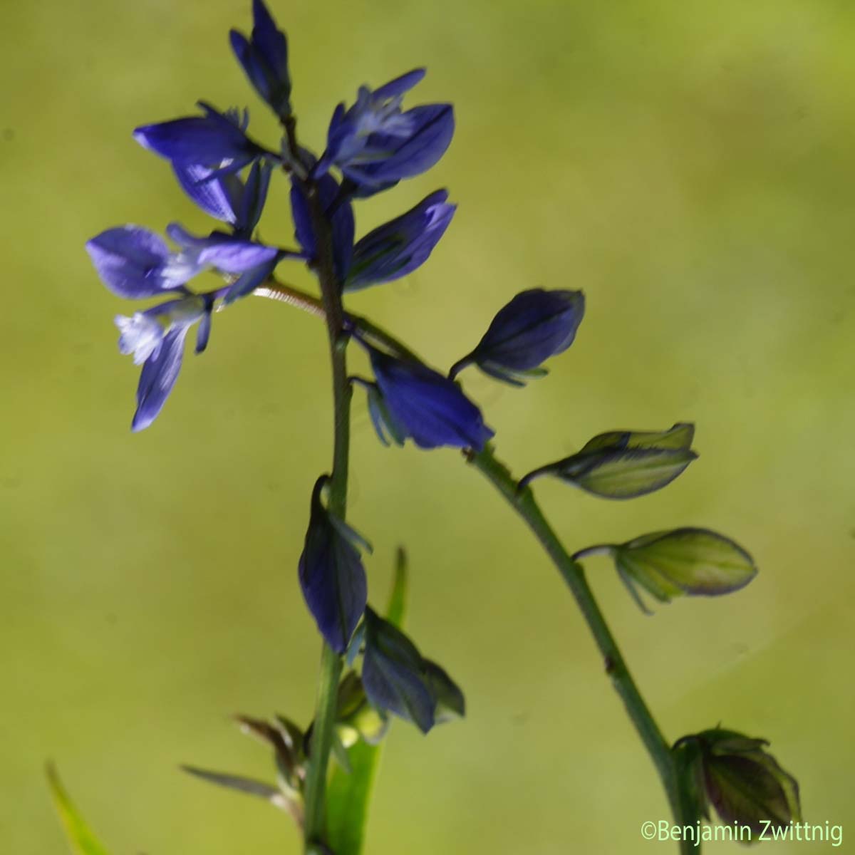 Polygale alpestre - Polygala alpestris